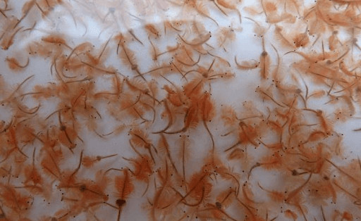 Ấu trùng Artemia, nguồn thức ăn giàu đạm lý tưởng cho cá bảy màu con, cần cân nhắc lượng thức ăn khi cho ăn.