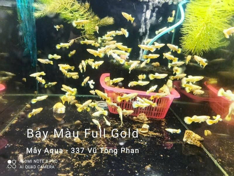 Bể cá bảy màu full gold tại Mây Aqua
