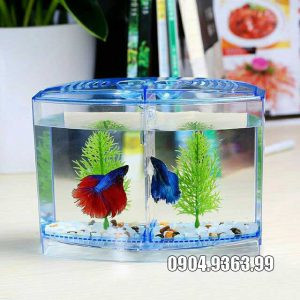 Bể cá betta mini 2 ngăn