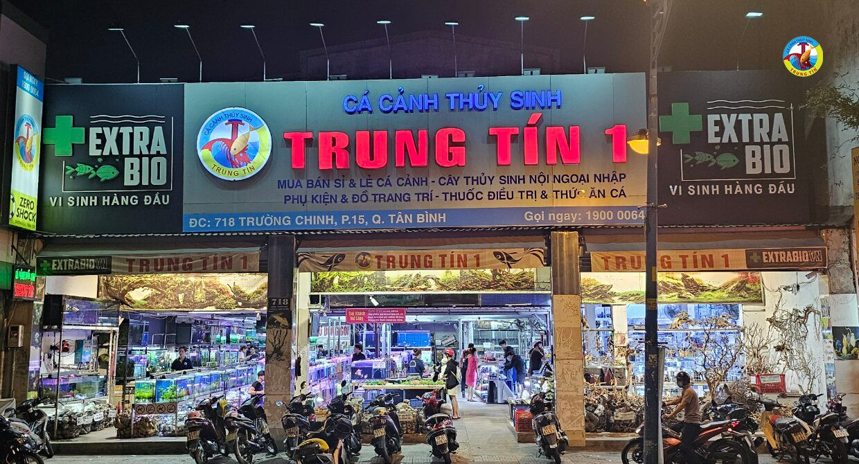 Bể cá cảnh châu thành long được chăm sóc chuyên nghiệp tại Aquatech