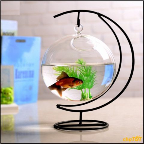 Bể cá cảnh mini để bàn đẹp mắt, thường được thanh lý bể cá cảnh với giá ưu đãi