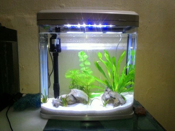 Bể cá cảnh mini hình chữ nhật với cá và phụ kiện trang trí