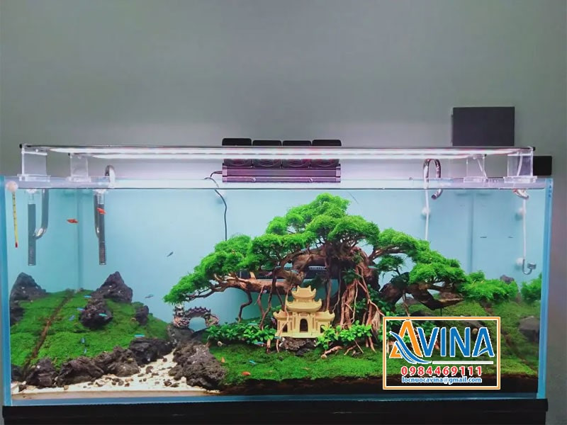 Bể cá cảnh mini với cây bonsai thủy sinh làm trung tâm, tô điểm cho không gian sống