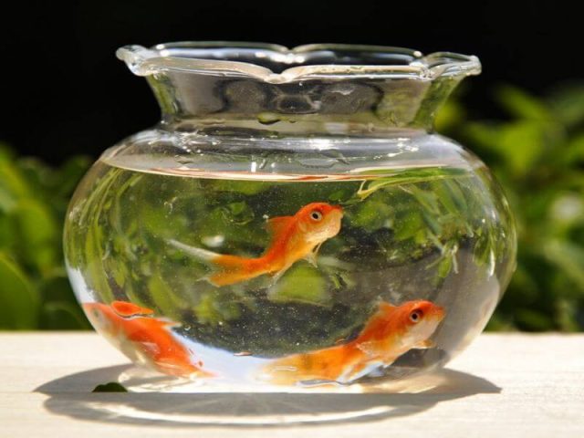 Bể cá cảnh nhỏ mini trang trí trên bàn làm việc