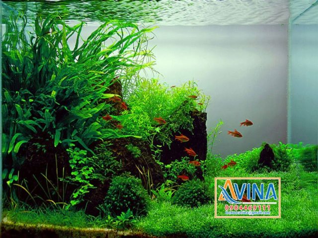 Bể cá cảnh phong cách thủy sinh tự nhiên với cây xanh và đá tạo điểm nhấn