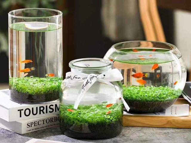 Bể cá cảnh trang trí tại gia