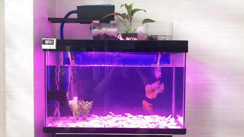 Bể cá để bàn La Hán dành riêng để nuôi những chú cá La Hán