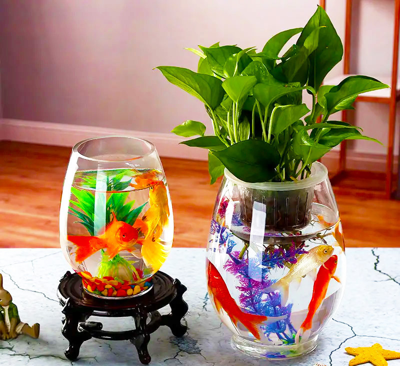 Bể cá mini hình bầu dục mềm mại và độc đáo