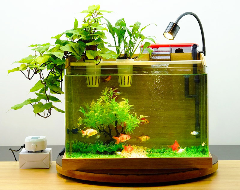 Bể cá mini viền gỗ tự nhiên và ấm cúng