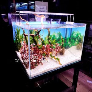 Bể cá thủy sinh 60x40x40 với bố cục Nature đẹp mắt