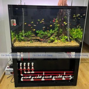 Bể cá thủy sinh bố cục nhất trụ