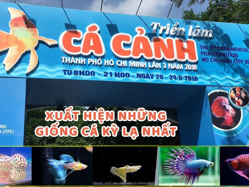 Biển quảng cáo cá cảnh ngoại thất