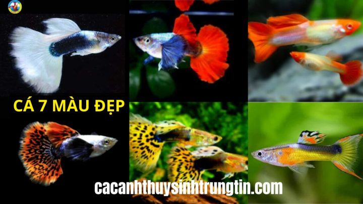 Cá 7 màu với vây đuôi sặc sỡ bơi lội uyển chuyển