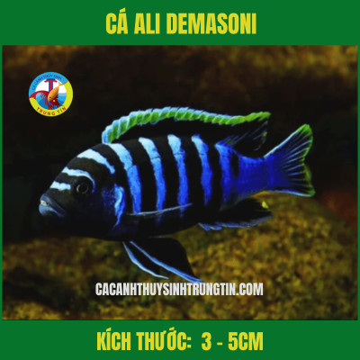 Cá Ali Demasoni với sọc xanh đen