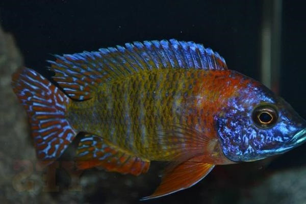 Cá Ali Peacock đực với màu sắc sặc sỡ