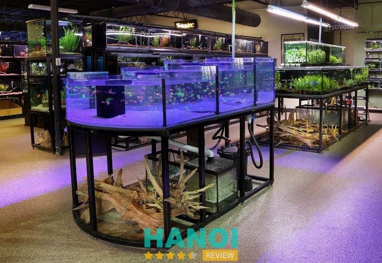 Cá Aquatics, cung cấp cá cảnh số lượng lớn Hà Nội