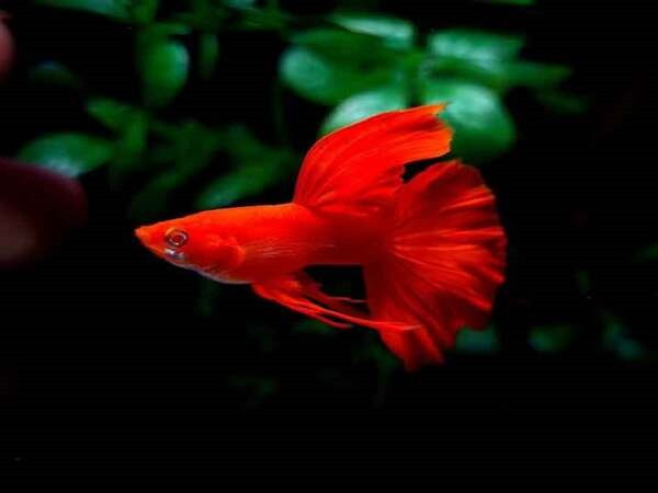 Cá bảy màu Albino Full Red màu đỏ rực rỡ