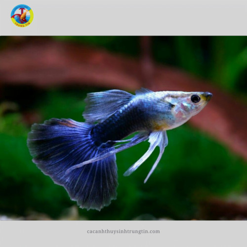 Cá bảy màu Blue Tarzan màu xanh ấn tượng