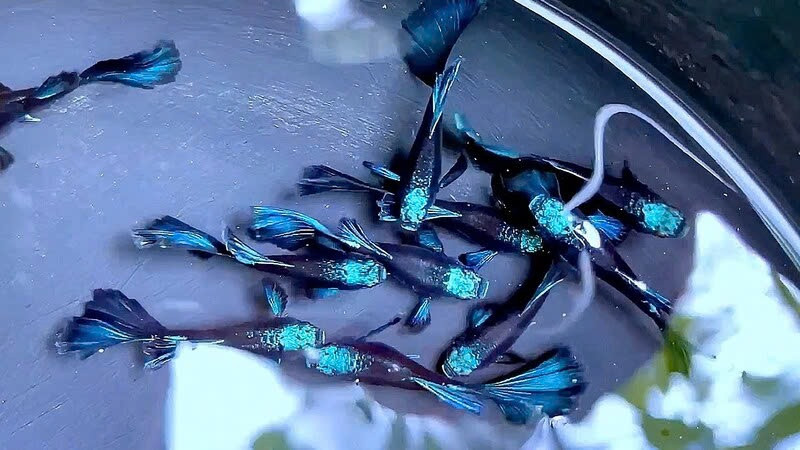 Cá bảy màu blue tarzan nuôi trong bể