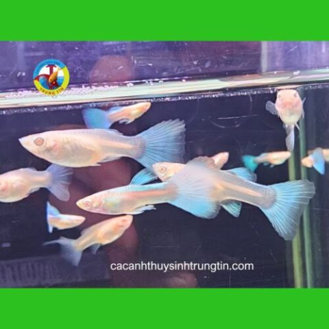 Cá bảy màu Blue Topaz đang bơi