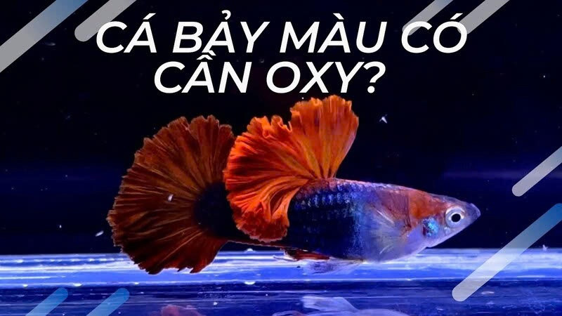 Cá bảy màu có cần oxy không