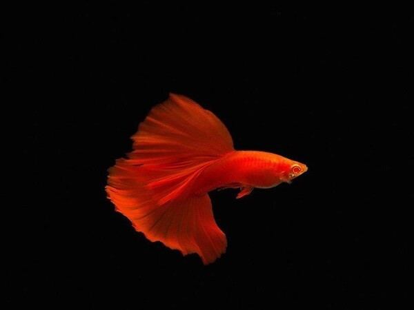 Cá bảy màu Đỏ Full Red rực rỡ trong bể cá