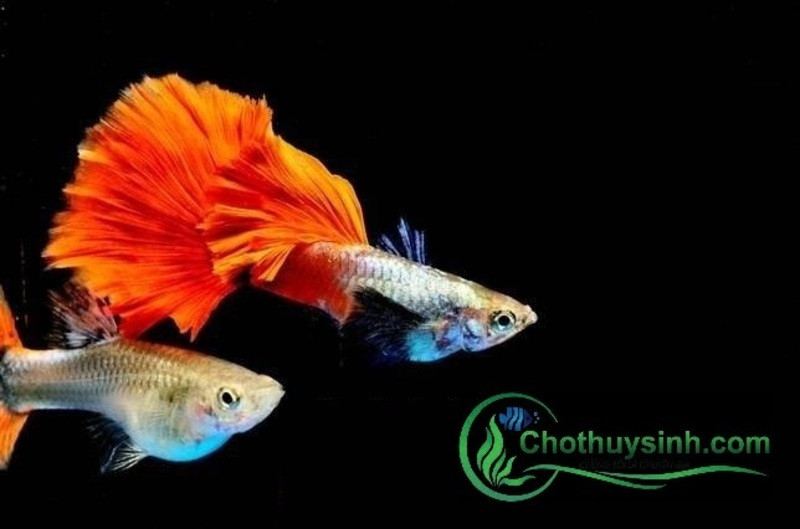 Cá bảy màu dumbo red tail cái và đực đuôi xòe