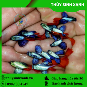 cá bảy màu Dumbo Red Tail