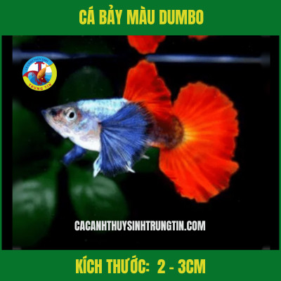 Cá bảy màu Dumbo với vây lớn