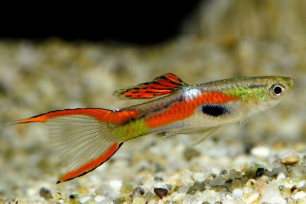Cá Bảy Màu Endlers đực với màu sắc sặc sỡ