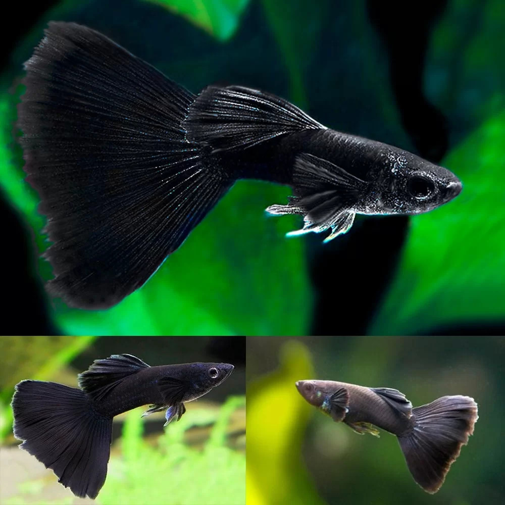 Cá bảy màu Full Black với toàn thân đen huyền bí và vây dày