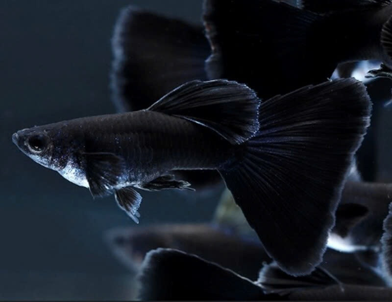 Cá bảy màu Full Black