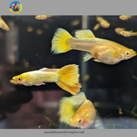 Cá bảy màu Full Gold giá rẻ cho người mới chơi