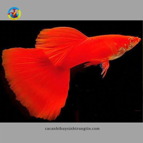 Cá bảy màu Full Red cái thân đỏ rực