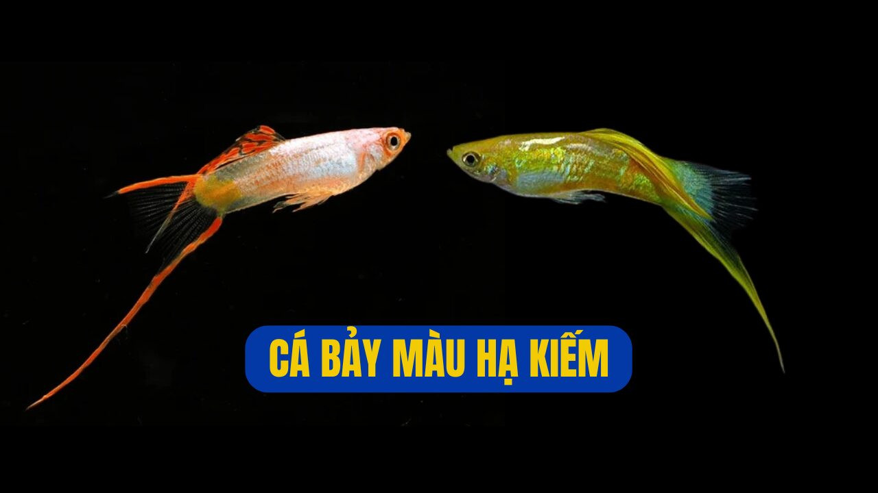 Cá bảy màu Hạ Kiếm với đuôi dưới kéo dài như lưỡi kiếm