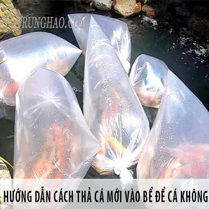 Cá bảy màu khỏe mạnh trong bể thủy sinh