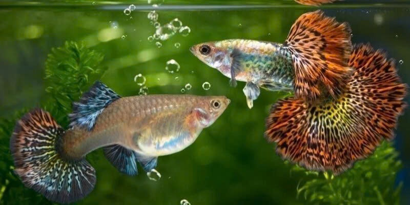 Cá bảy màu rồng đỏ cái và đực