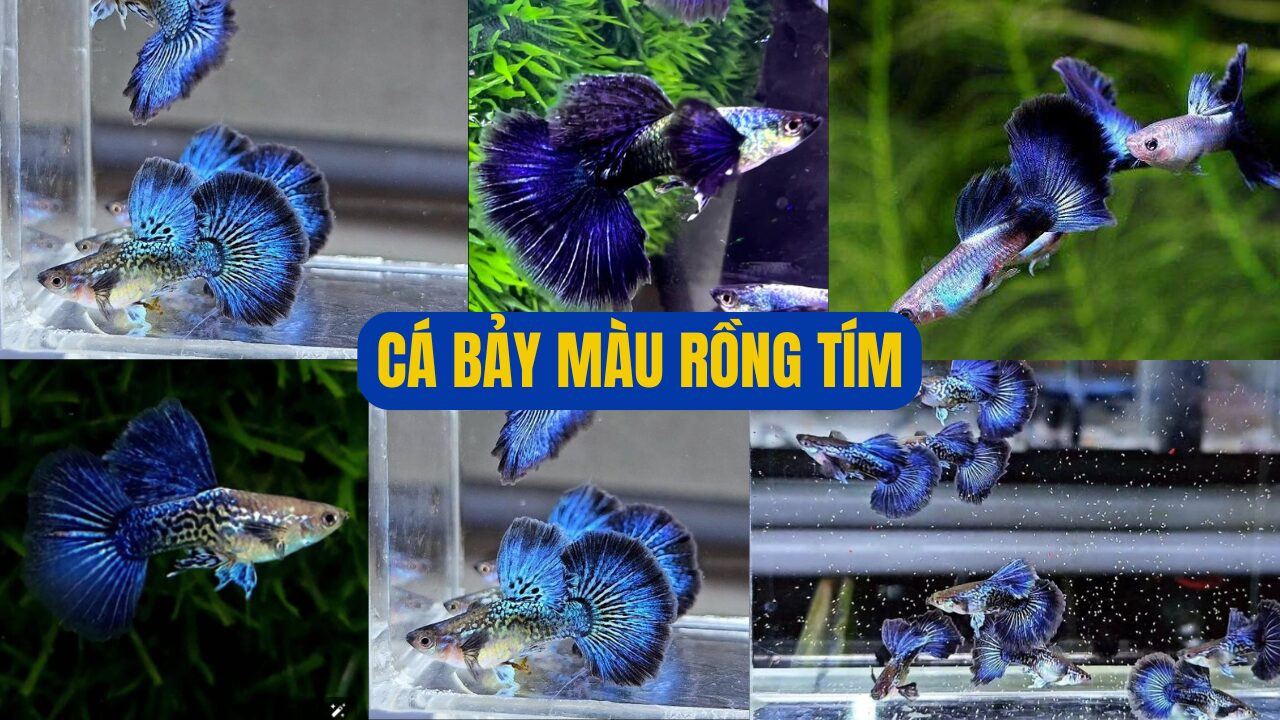 Cá bảy màu Rồng Tím với sắc tím ánh kim huyền bí