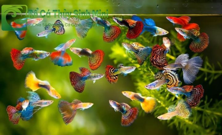 Cá bảy màu rực rỡ bơi lội trong bể nuôi cá cảnh nhỏ