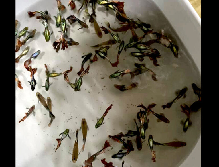 Cá bảy màu sinh sản