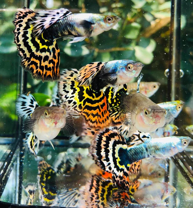Cá bảy màu Tiger Half Moon với hoa văn sọc hổ và đuôi bán nguyệt