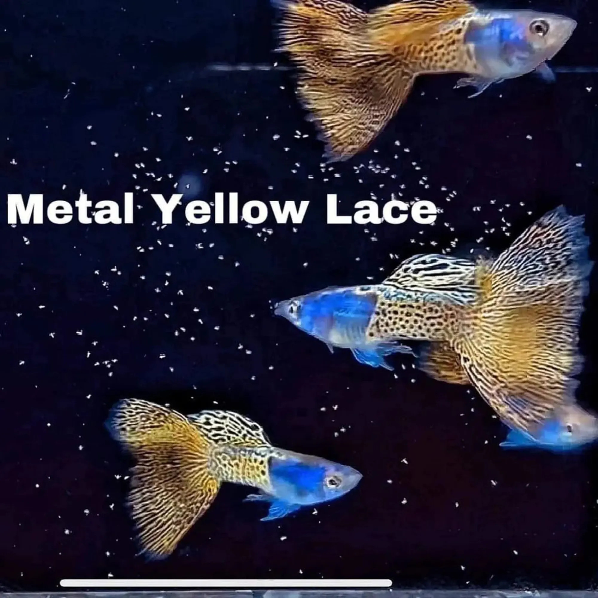 Cá bảy màu Yellow Lace ánh kim vàng