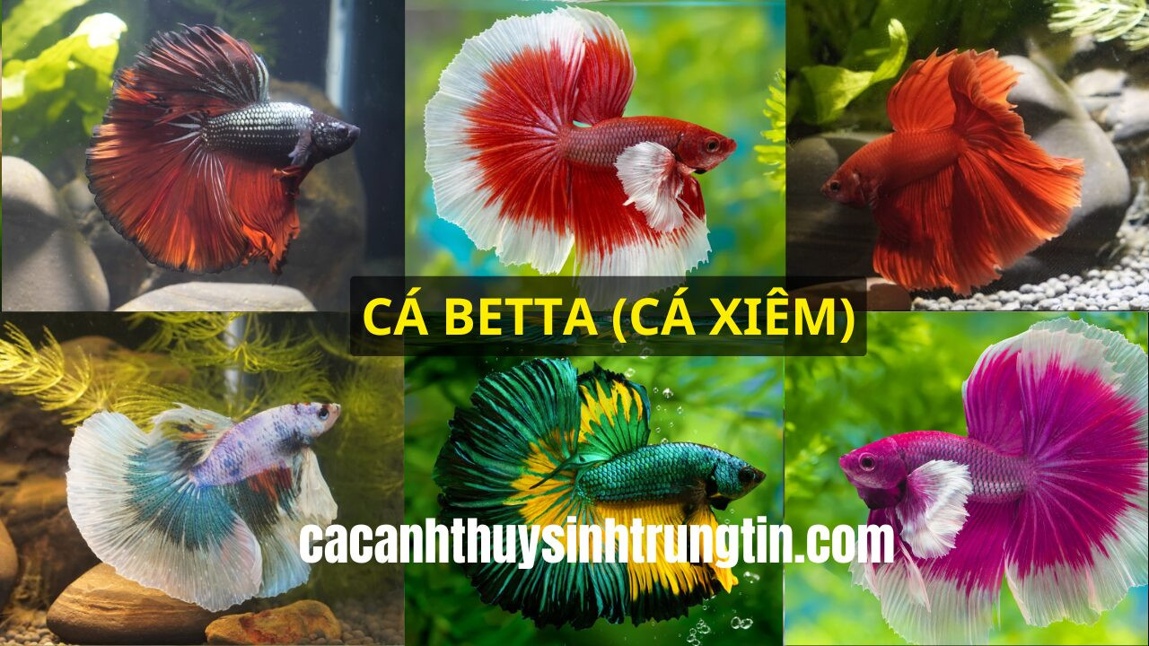 Cá Betta (cá Xiêm) vây xòe rực rỡ