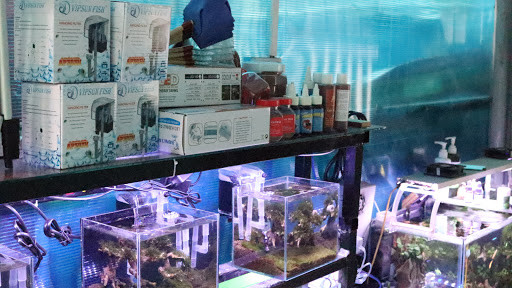 Cá Betta khỏe mạnh tại Shop Betta Koi Trung Le