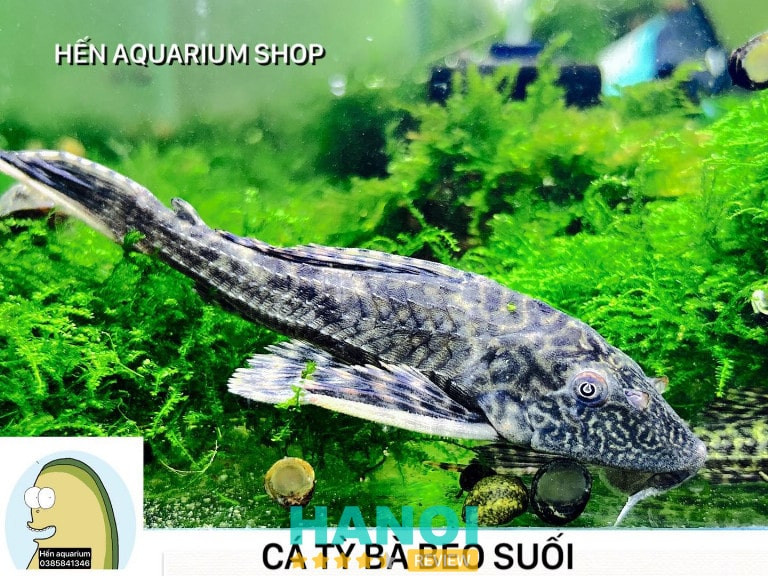 Cá Betta rực rỡ sắc màu