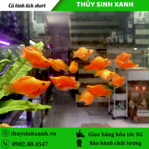 Cá bình tích cam dáng short