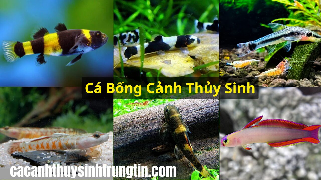 Cá bống cảnh thủy sinh đang bơi dưới đáy bể