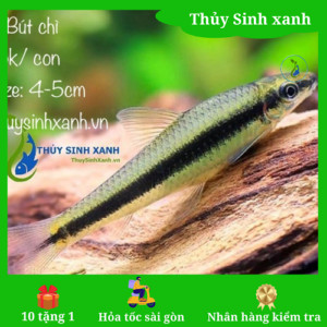 cá bút chì dọn dẹp hồ thủy sinh