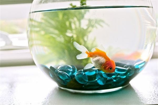 Cá cảnh bơi lội trong bể mini với cây xanh