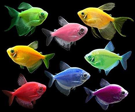 cá cánh buồm dạ quang nhiều màu